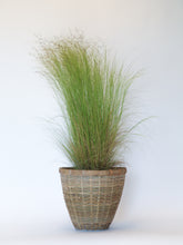 products/Stipa.jpg